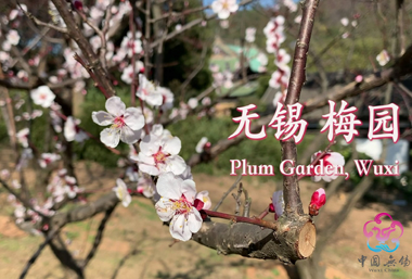 Plum trees in full bloom at Wuxi Plum Garden