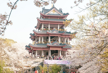 Expats enjoy the beauty of spring in Wuxi