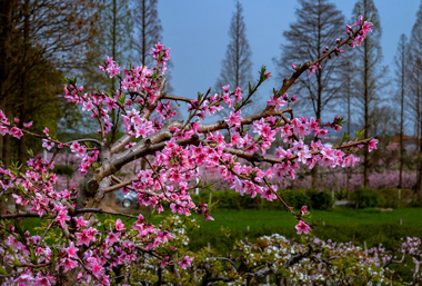 Spectacular views of peach blossoms in Wuxi