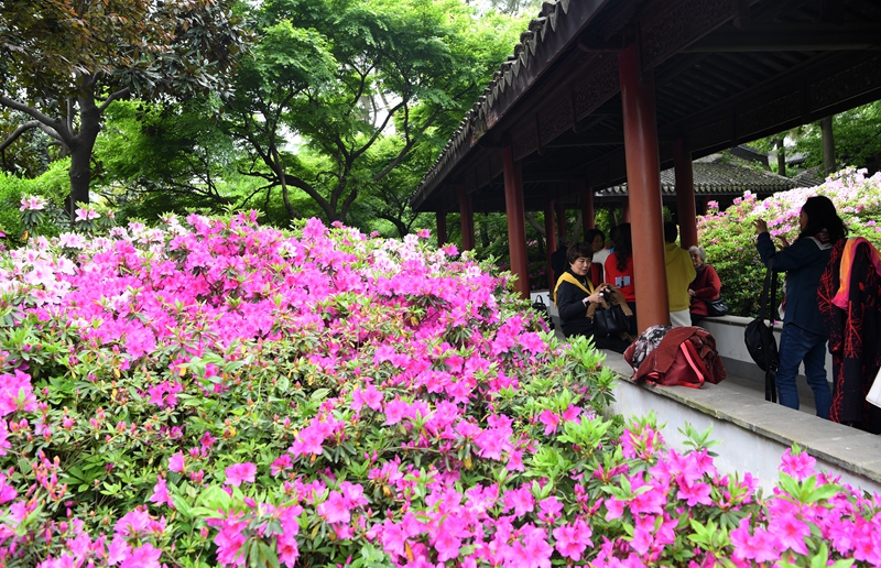 Blooming azaleas impress visitors in Wuxi