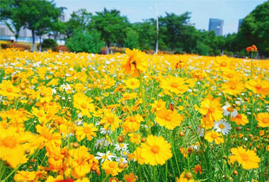 Summer flowers bloom in Wuxi