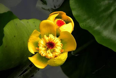 Rare golden lotus flowers bloom in Wuxi