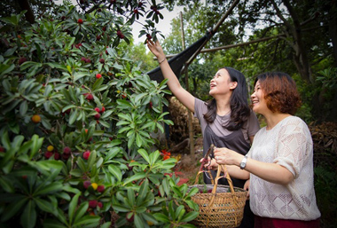 Dafu Yangmei, a popular Wuxi summer fruit