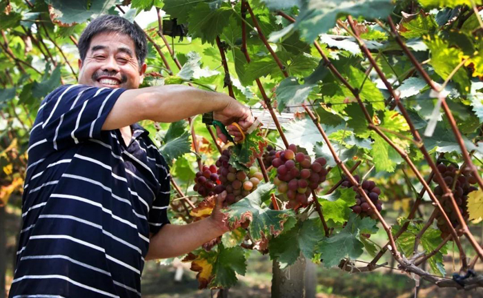 Hongshan town launches month-long grape festival