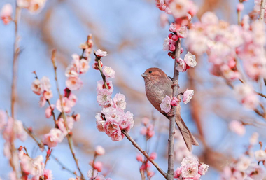 Birds and blossoms herald early spring in Wuxi