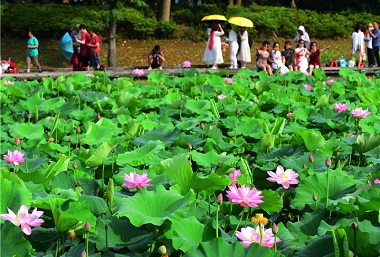 Admire lotus blossoms in Wuxi