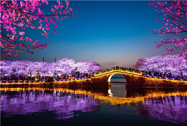Enjoy cherry blossoms at night in Wuxi