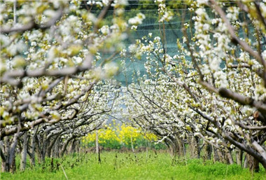 Pear blossom festival kicks off in Xishan