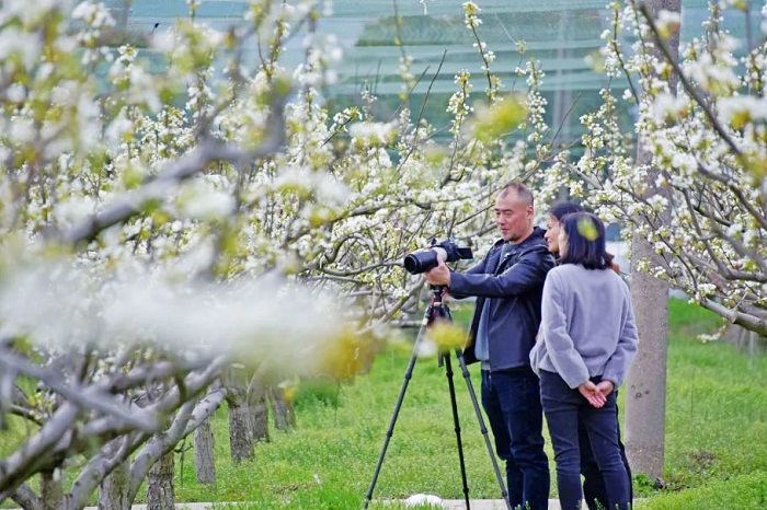 Pear blossom festival kicks off in Xishan