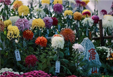How many chrysanthemum varieties do you know