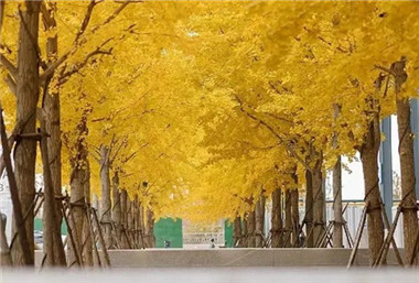 What Wuxi places cannot be missed in autumn