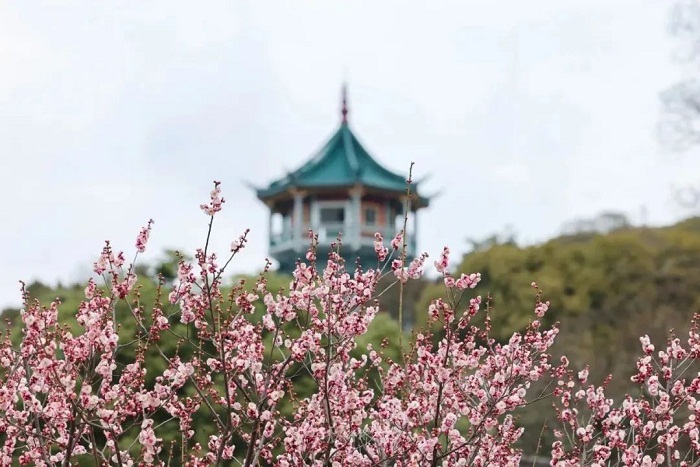 Visit picturesque Wuxi in spring