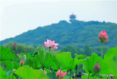 Wuxi unveils cherry blossom festival, lotus exhibition in France