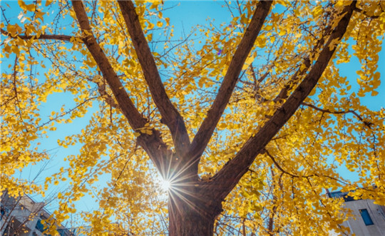 Ginkgo leaves finally turn gold in Wuxi