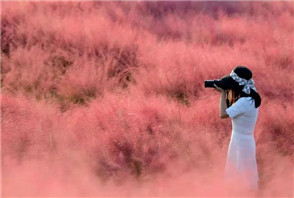 Hairawn muhly turns Wuxi pink