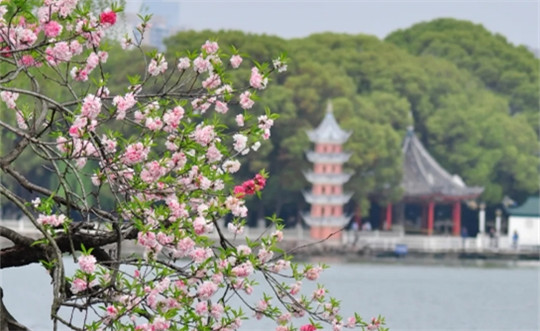 Best viewing times for various flowers in Wuxi