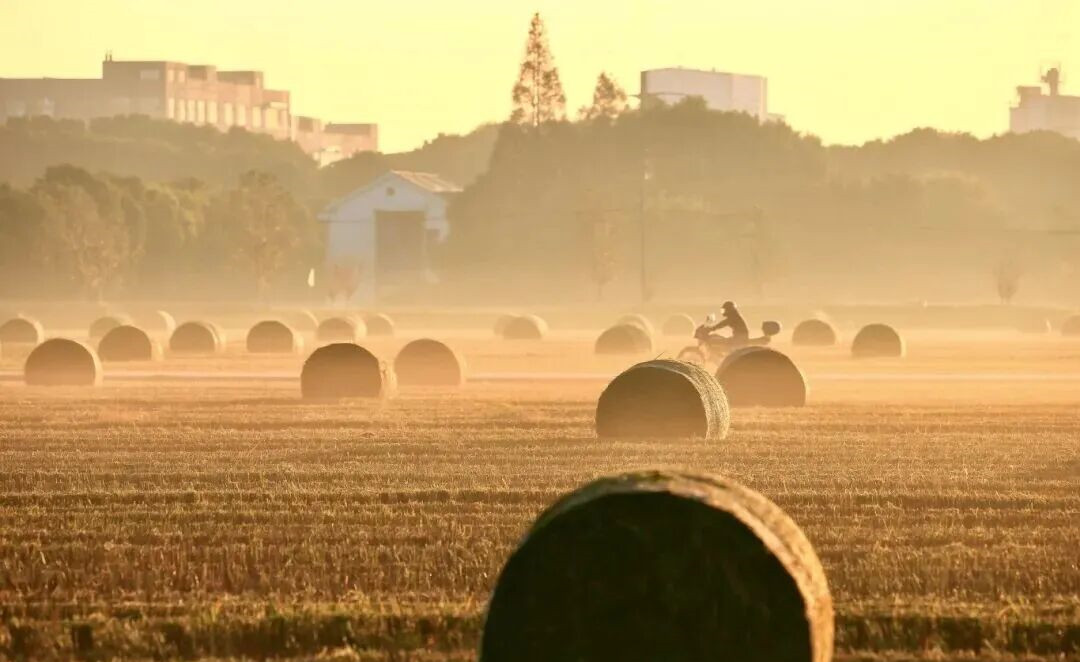 Discover enchanting harvest scenes in Wuxi