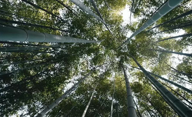 Video: Monologue by practitioner of Wuxi Liuqing bamboo carving