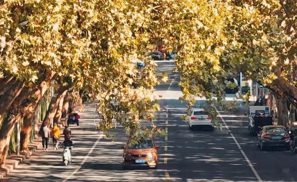 Where to find parasol tree-lined avenues in Wuxi