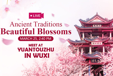【Watch it again】Expats tour Wuxi in cherry blossoms