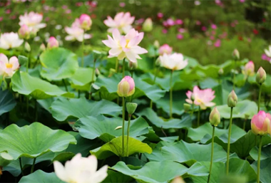 Lotus flowers bloom across Wuxi