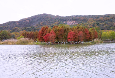 Dawn redwood trees at wetland park turn reddish-brown