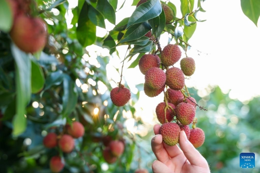 1767837986183064804.jpg 21.jpg