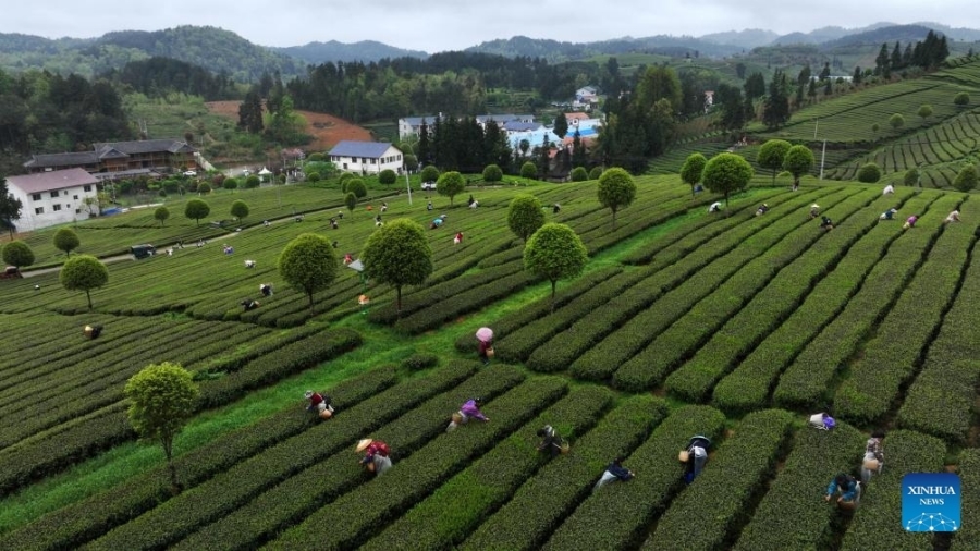 1767838018426041208.jpg 22.jpg