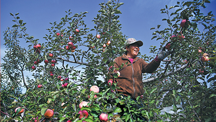 Shaanxi's apple belt now extends far into desert