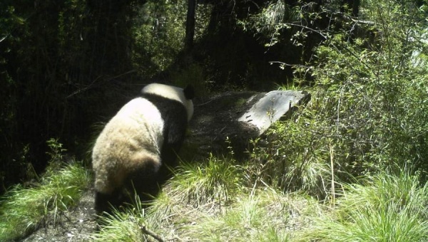 National park boosts panda population, exploring harmony between humans and nature