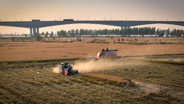 Innovation raises golden fields from former barren salt flats