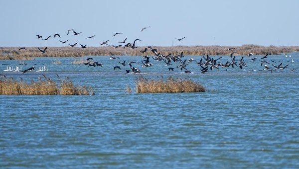 China's river delta reserve bans drones, adopts smart tech to protect migratory birds