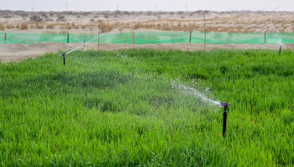 China expands green belt around its largest desert