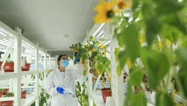 China emerges as a global leader in seed industry innovation