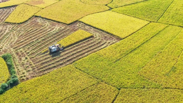 Xi calls for solidly advancing rural revitalization across the board