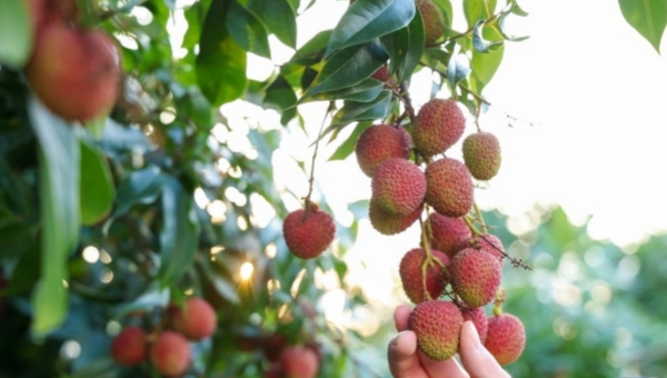 Chinese agricultural products reach 224 countries, regions in first 11 months of 2025