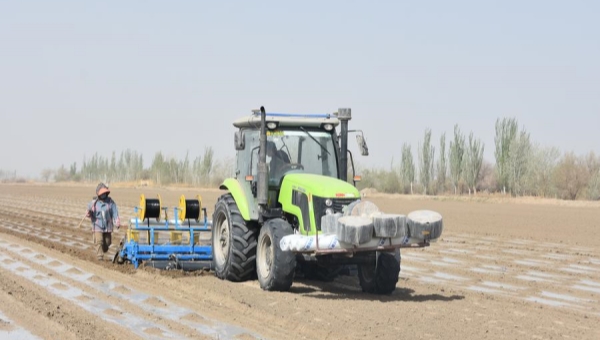 'Smart' cotton fields boost productivity, farmer incomes in Shaya, NW China's Xinjiang