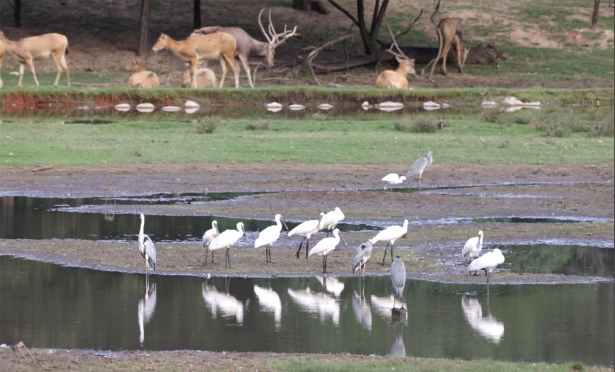 Beijing E-Town welcomes the first group of migratory birds this autumn