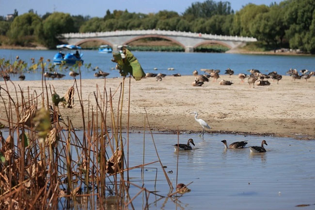 Parks in Beijing E-Town welcomed by locals