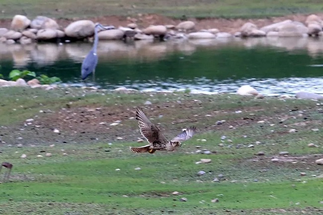 Elk Garden selected as 'Bird Watching Bases' in Beijing