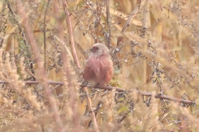 New bird species found in Nanhaizi Park