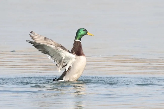 Mallards arrive in Qingshui Lake in Beijing E-Town