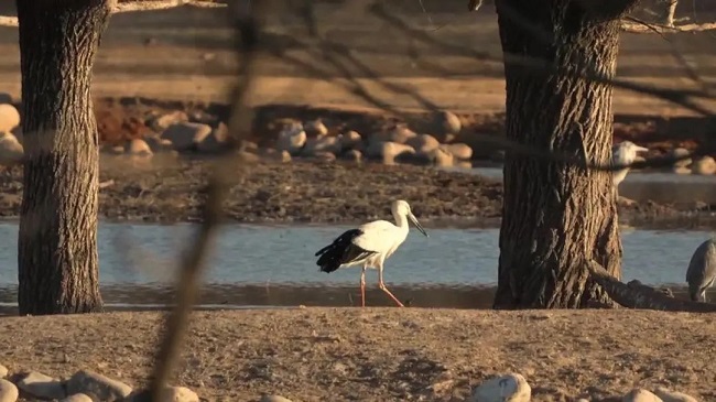 Oriental White Stork makes its first appearance in Beijing E-Town