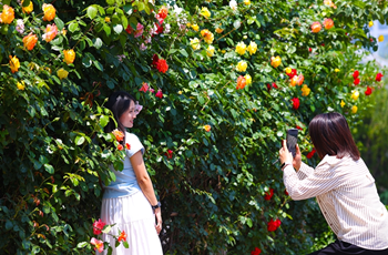 Blooming roses on streets brighten the garden city of Beijing E-Town