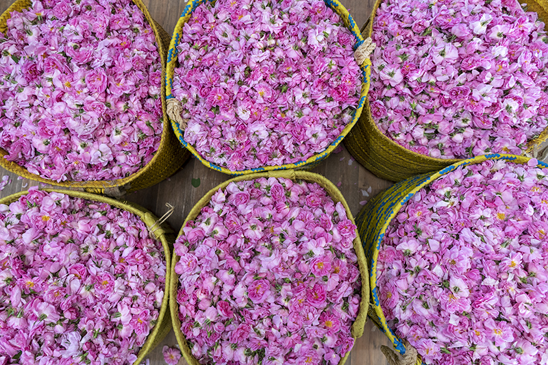 1747904895362013921.jpg fDSC_5353 copy.jpg