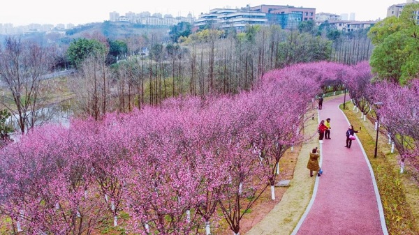 Spring's arrival: plum blossoms transform Liangjiang park