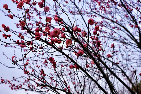 Liangjiang's red plums enter full bloom