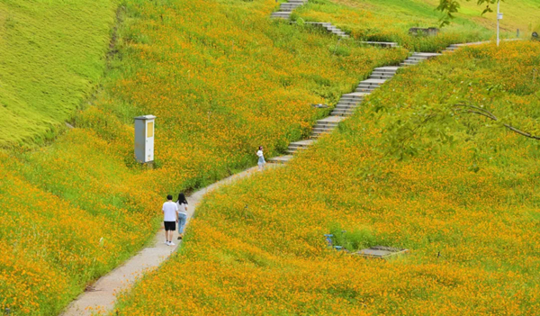 Golden cosmos fields delight visitors in Liangjiang