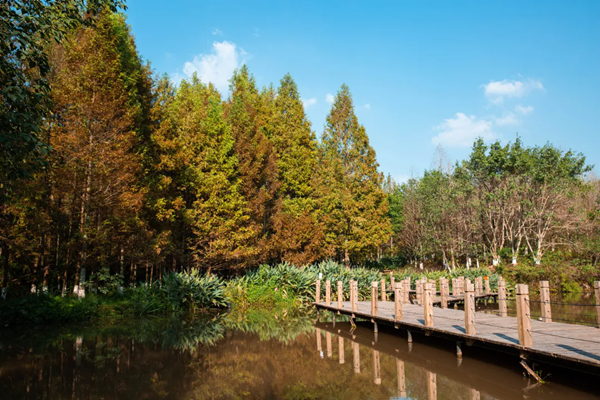 Enjoy a walk at Jiuqu River Wetland Park