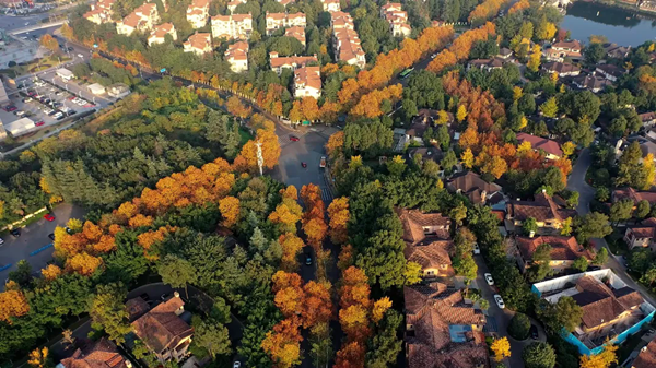 Sycamore trees in Liangjiang decked out in 'winter attire'